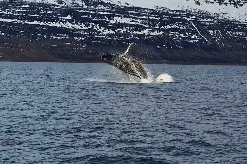 Midnight Whale Watching With Hydrophone