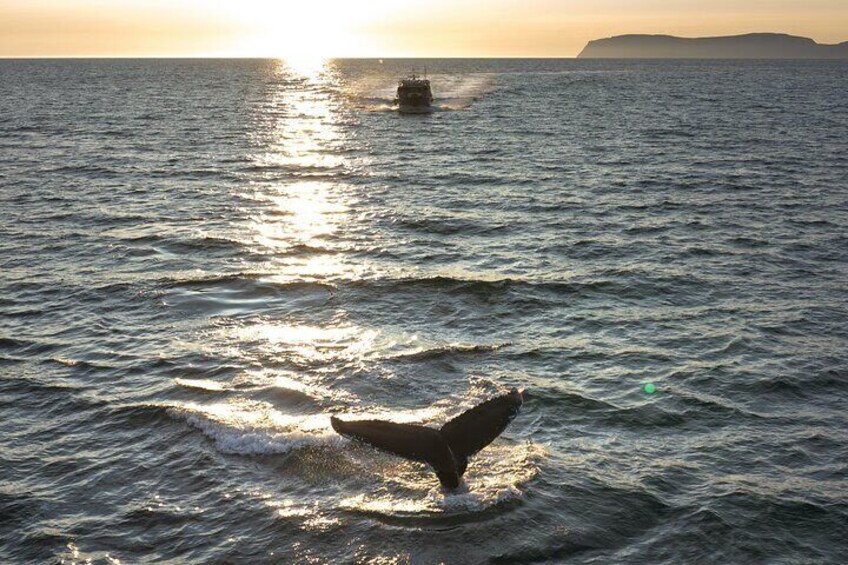 Midnight Whale Watching With Hydrophone