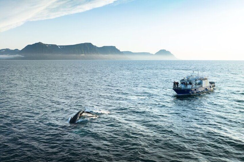 Midnight Whale Watching With Hydrophone