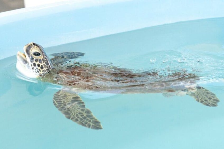 A sea turtle patient comes up for air in the Outdoor Sea Turtle Hospital at Loggerhead Marinelife Center