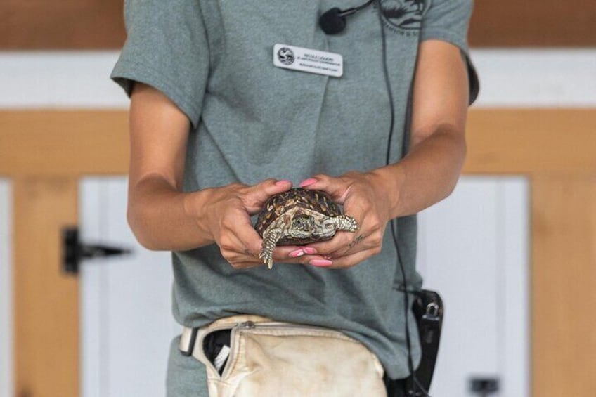 An ambassador animal greets visitors at Busch Wildlife Sanctuary