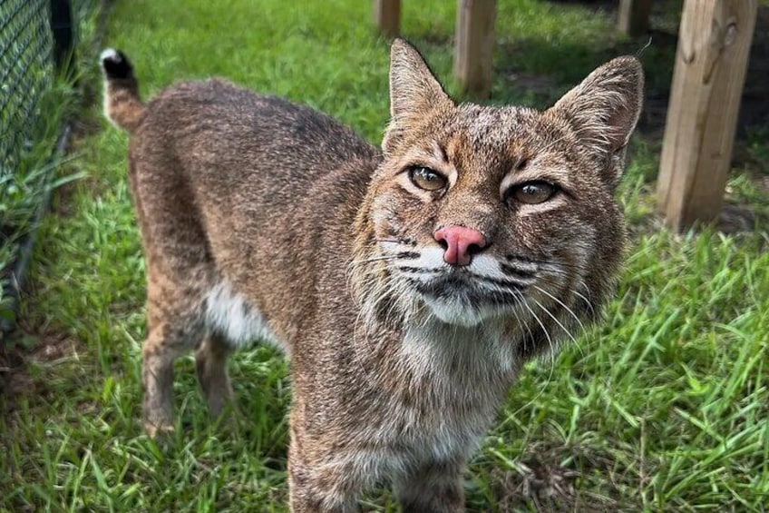 A bobcat at Busch Wildlife Sanctuary