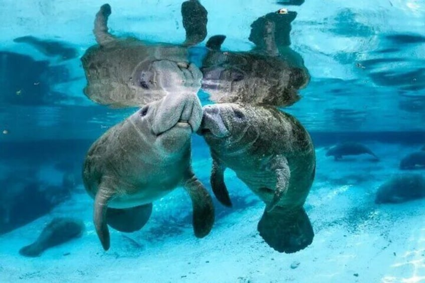 Florida's Wes Indian Manatees