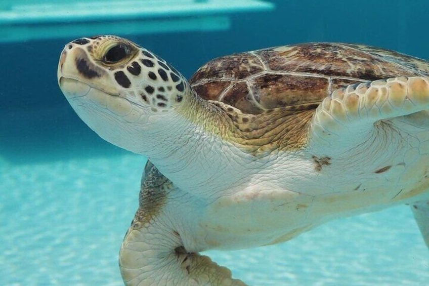 A green sea turtle swims during its rehabilitation at Loggerhead Marinelife Center