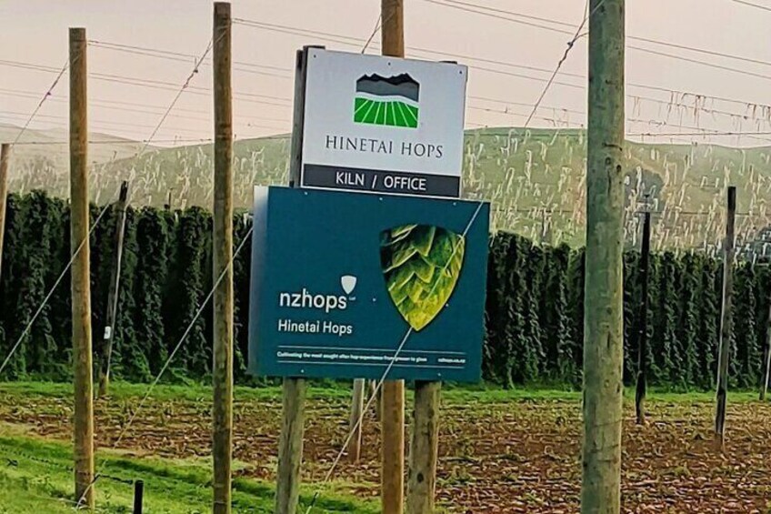 Sought after Motueka Hops growing in the Motueka Valley