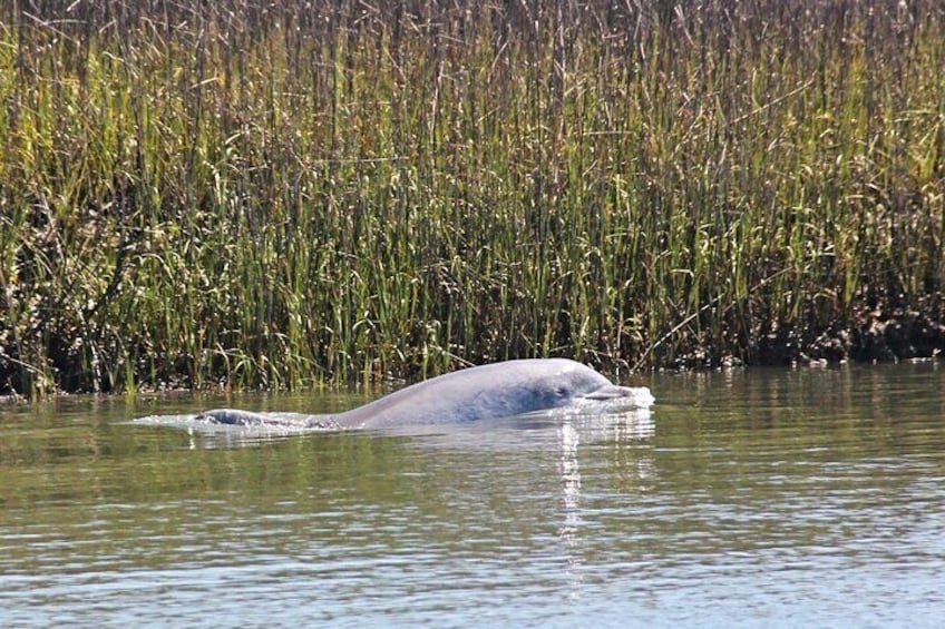 Dolphin Tours