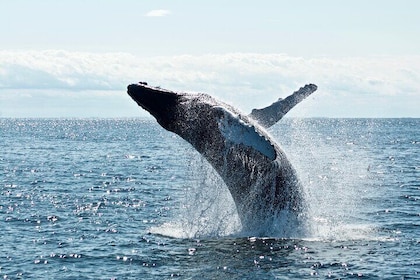 Whale Watching From Samana on Motomaran