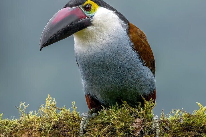 Owls Watch Nature Retreat