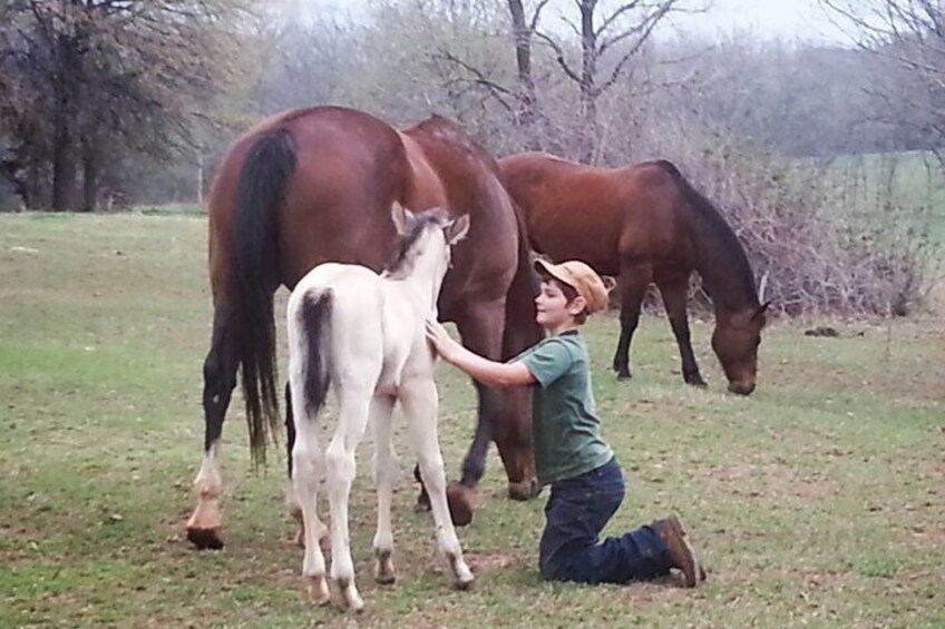 Ever dream of petting a baby horse? 