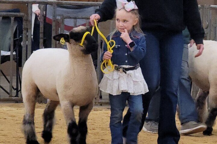Play with our sheep