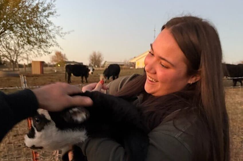 Pet the baby cows