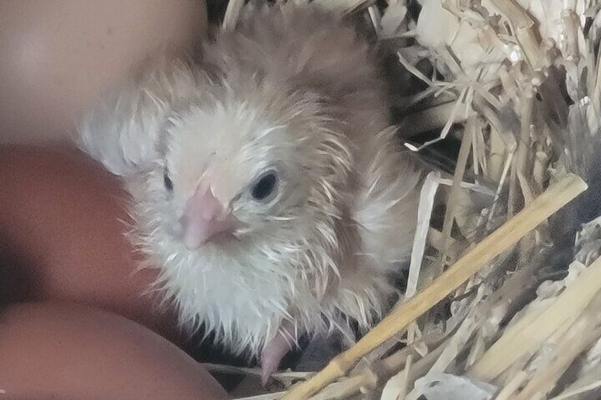 Visit the chickens