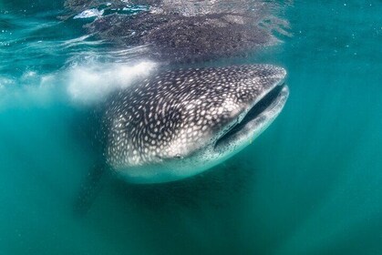 Snorkel with Whale Sharks in La Paz