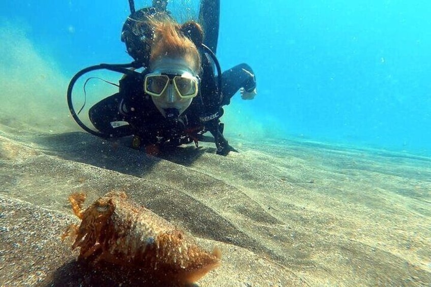 Open Water student with wild cuttlefish