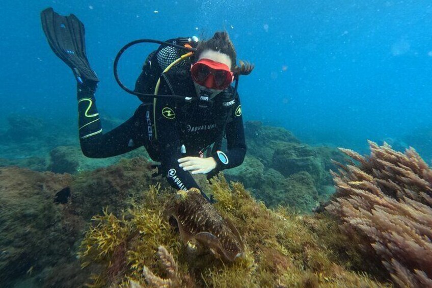 Open Water student with wild cuttlefish