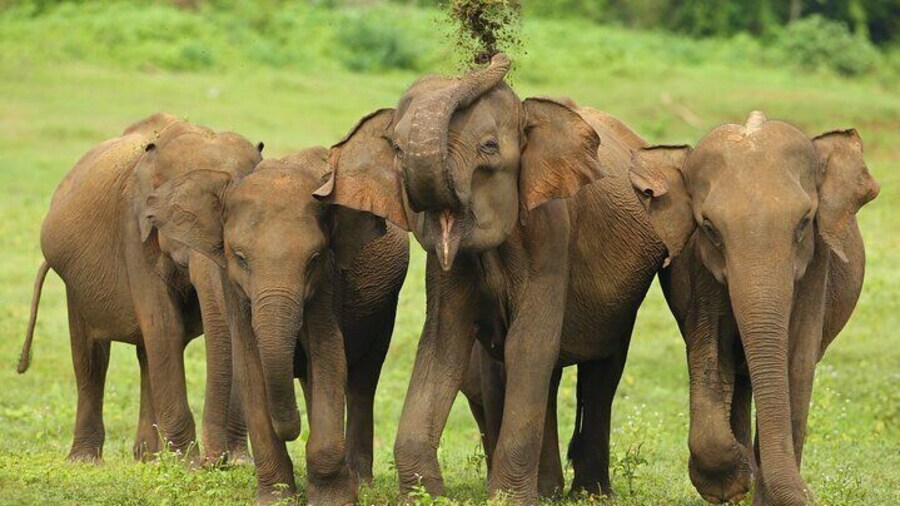 Elephants