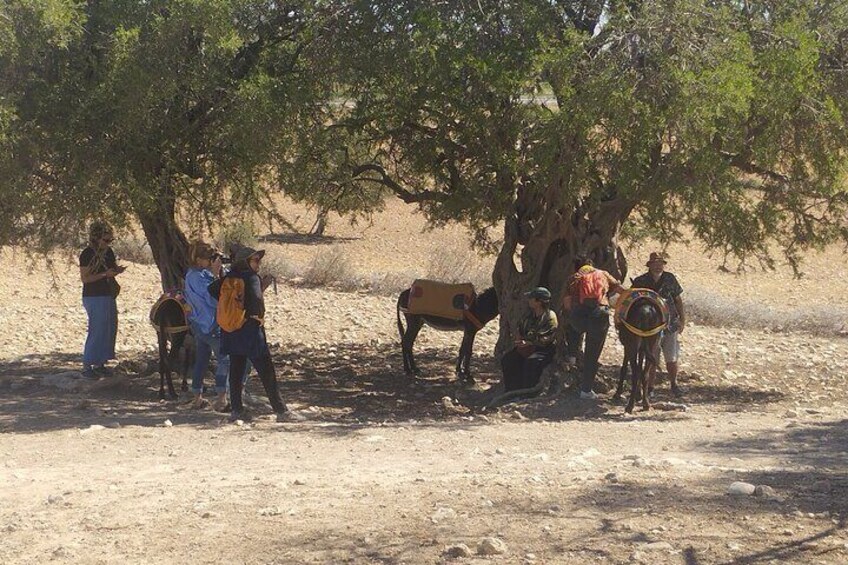 Donkey Tours A Unique Adventure Through Scenic Landscapes