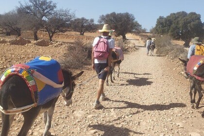 Essaouira Donkey Tours