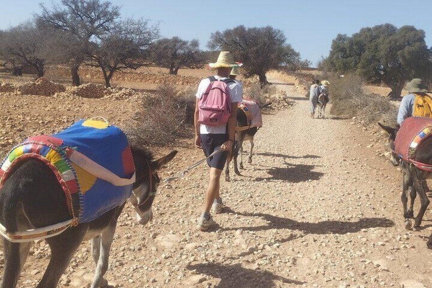 Essaouira Donkey Tours 