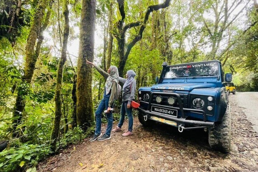 Full Day Mossy Forest Experience