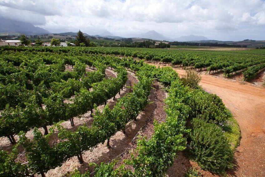 Nature's masterpiece—lush green vineyards awaiting the harvest season