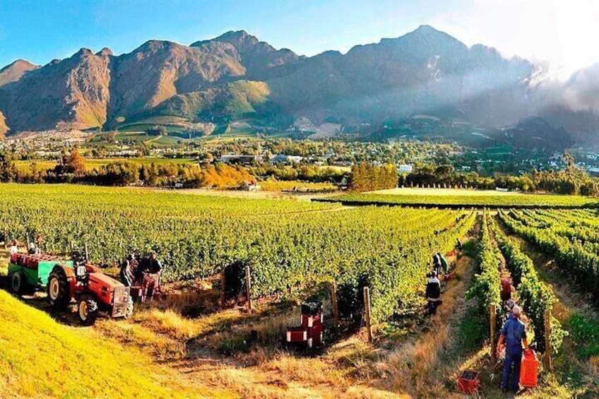 Harvest time in action—dedicated hands bringing the finest grapes to life