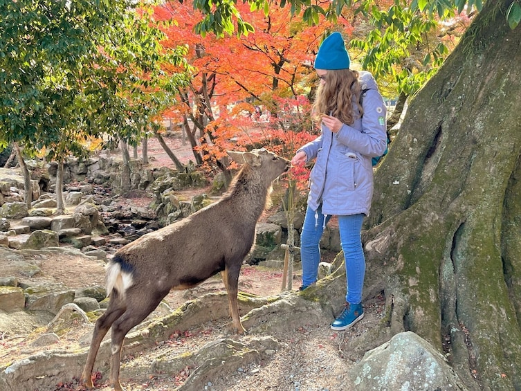 Historical Nara & Kyoto Morning Bus Tour