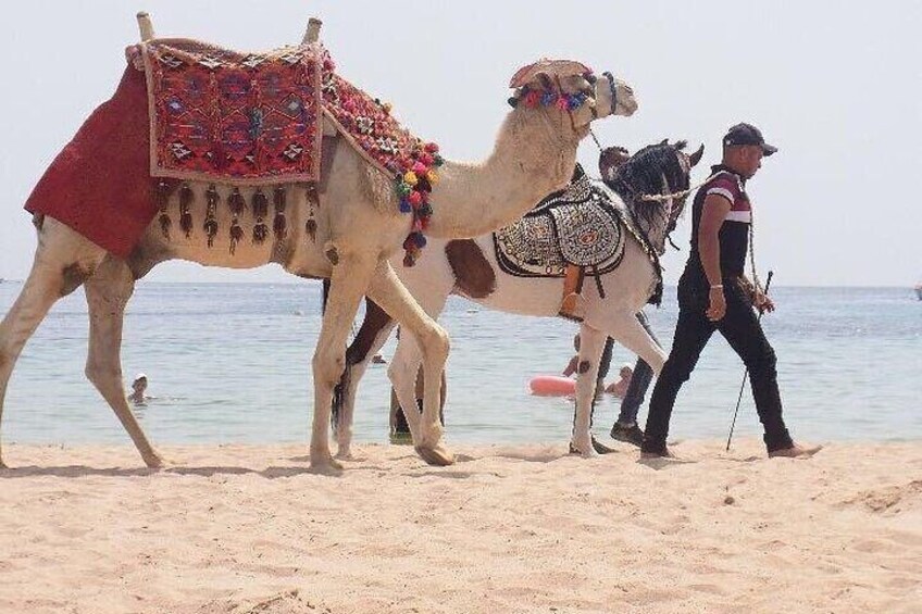 Desert and Sea Horseback Riding Tour from Hurghada