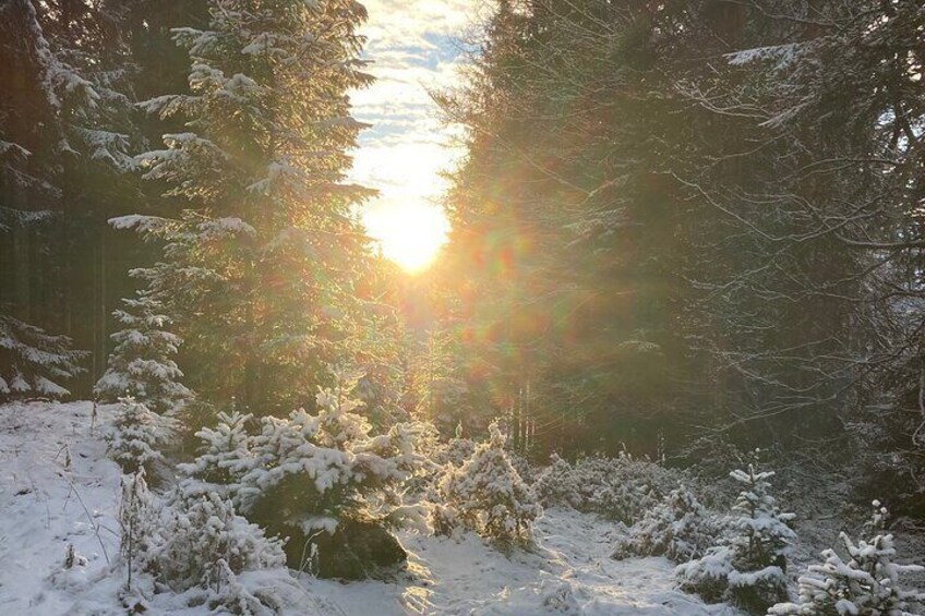 Ehrwald : Snowshoe Hiking Tour near Zugspitze