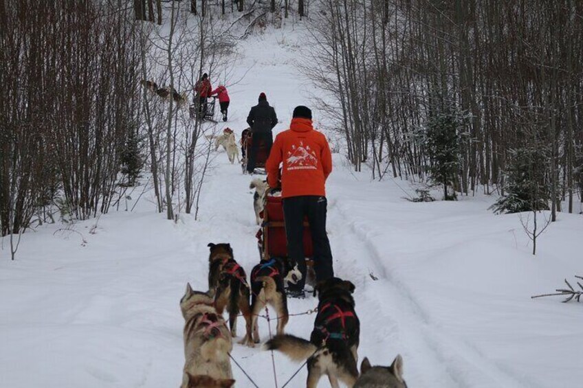 Mont Tremblant Dogsledding Valley Adventure