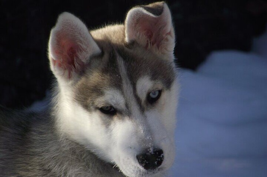 Mont Tremblant Dogsledding Valley Adventure