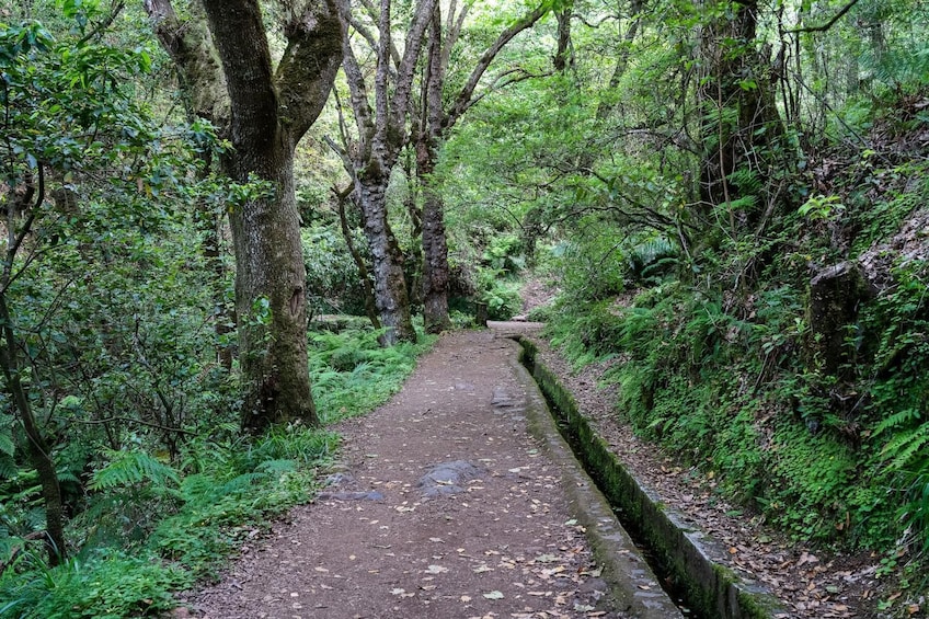 Deluxe Eastern Madeira Tour wiht local lunch and Levada Walk