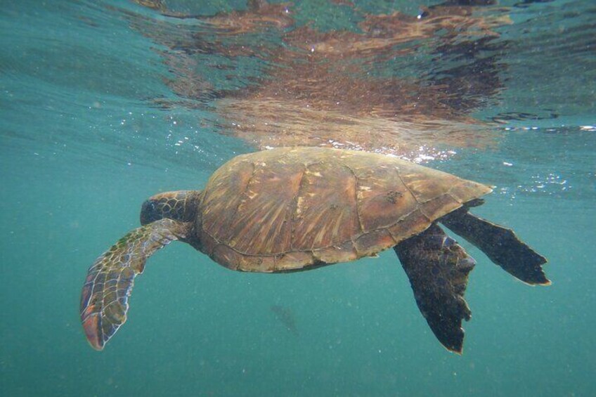 Snorkeling and Fauna Observation at Las Tintoreras Islet