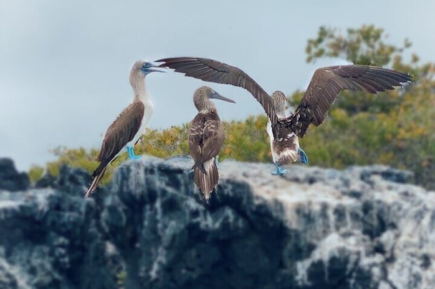 Tintoreras Islet