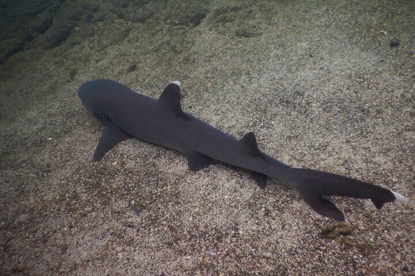 Snorkeling and Fauna Observation at Las Tintoreras Islet