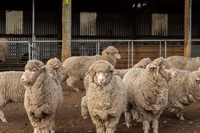 Get up and close with Farm merino sheep and animals 