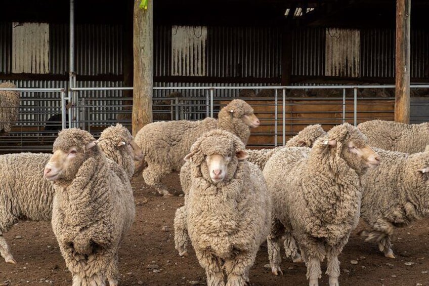 Get up and close with Farm merino sheep and animals