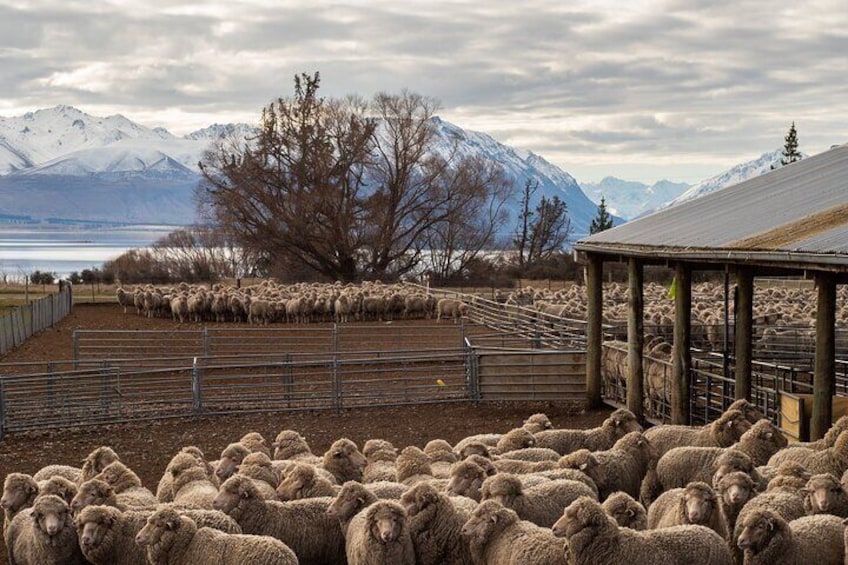 Experience a real working high country farm