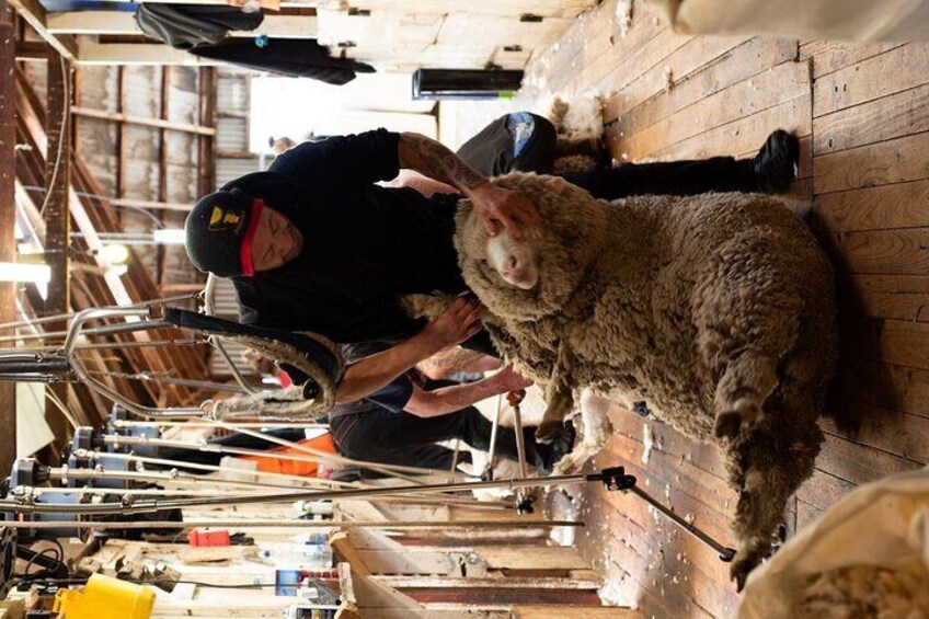Witness a sheep shearing demostration by a skilled farmer