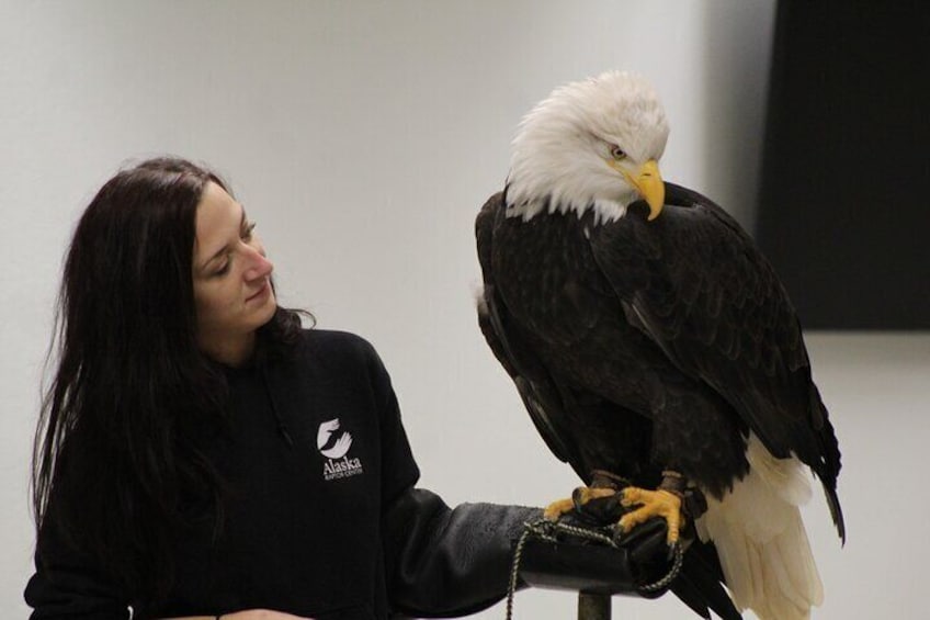 Alaska Raptor Center Presentation