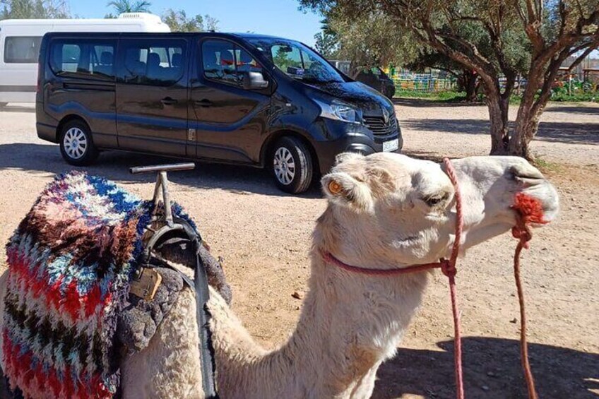 Private Day Trip from Fes to Middle Atlas