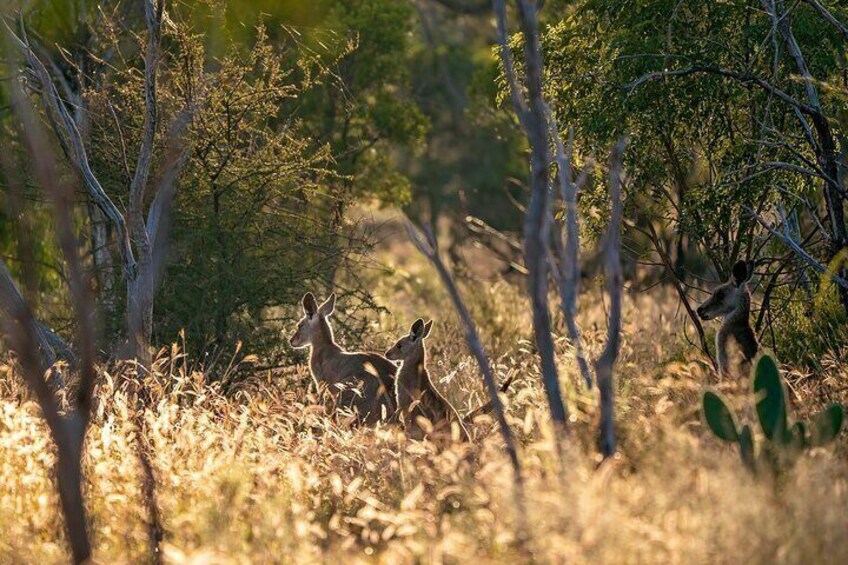 See Australian wildlife in it's natural environment rather than a zoo.