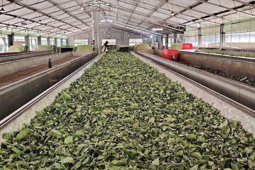 Withering at a Black tea Factory