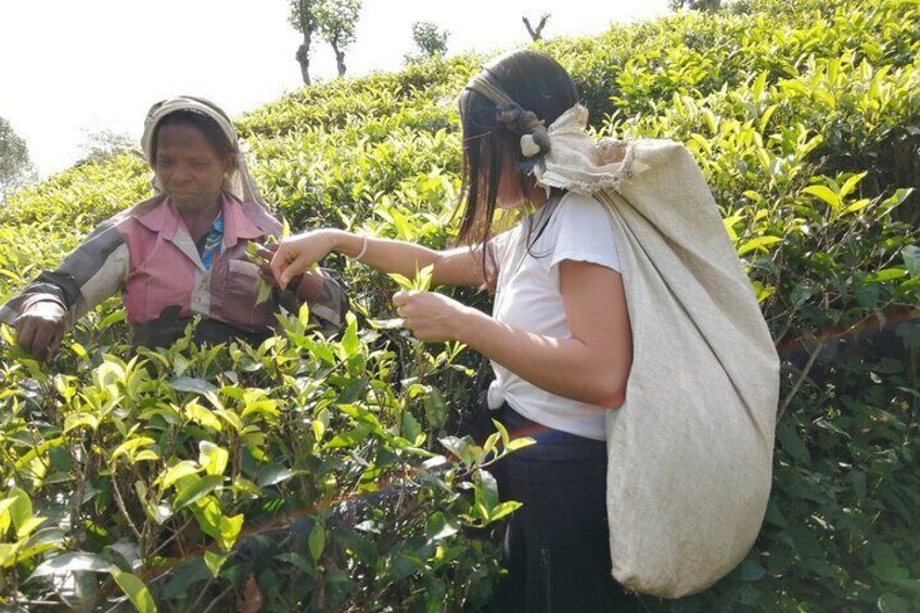 Tea Plucking