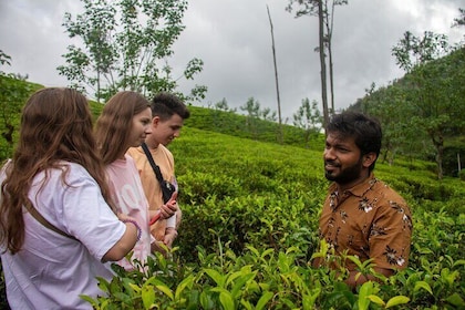 Ella's Ceylon Tea Plantation and Factory Tour