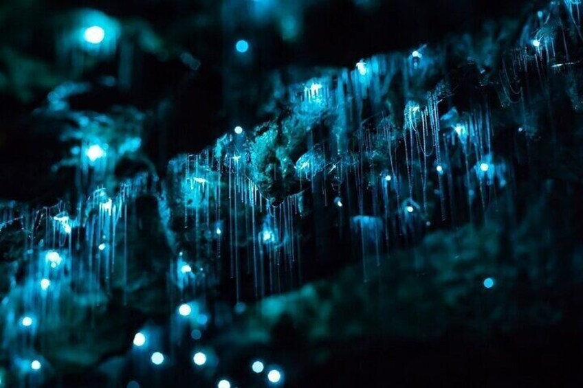 Waitomo Glow Worm Caves & Te Puia (Rotorua) Private Tour