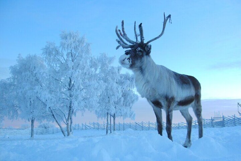 Visit the Sami and Reindeer in a Day Trip from Abisko