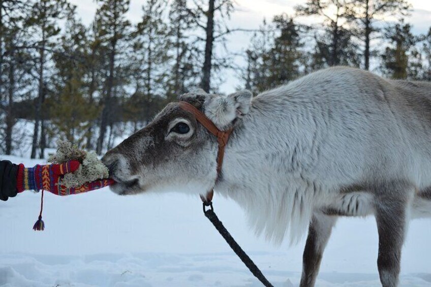 Visit the Sami and Reindeer in a Day Trip from Abisko