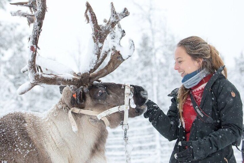 Visit the Sami and Reindeer in a Day Trip from Abisko