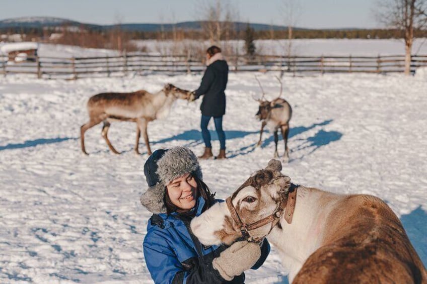 Visit the Sami and Reindeer in a Day Trip from Abisko